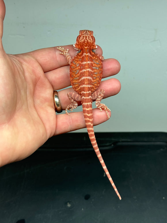 RM325, male, 50% red monster, hypo, leatherback