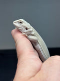 #1345, female, hypo, leatherback, Witblits, poss het zero