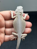 #1346; male, hypo, leatherback, Witblits, possible het zero