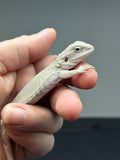 #1346; male, hypo, leatherback, Witblits, possible het zero