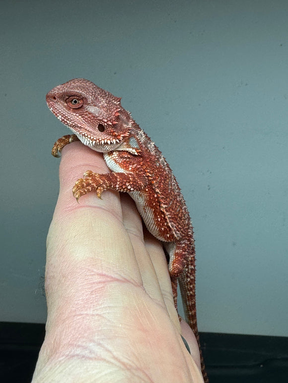 RM328 male, 100% red monster, het hypo