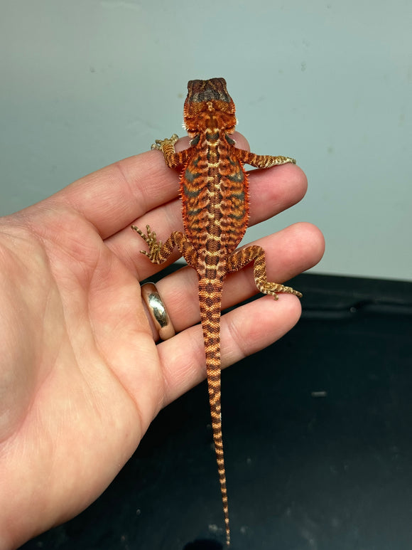 RM339, male, 100% Red Monster, het hypo, leatherback