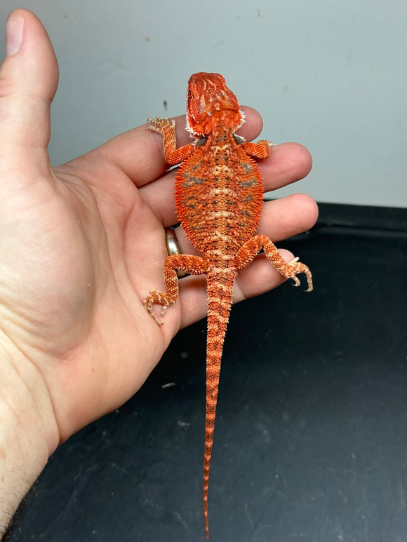 RM334 male, 50% Red Monster, het hypo