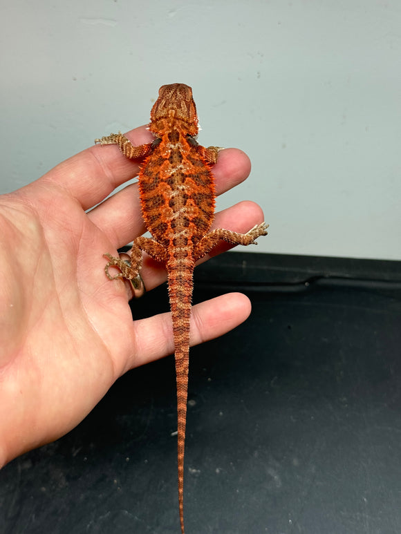 RM336 male, 50% Red Monster, het hypo