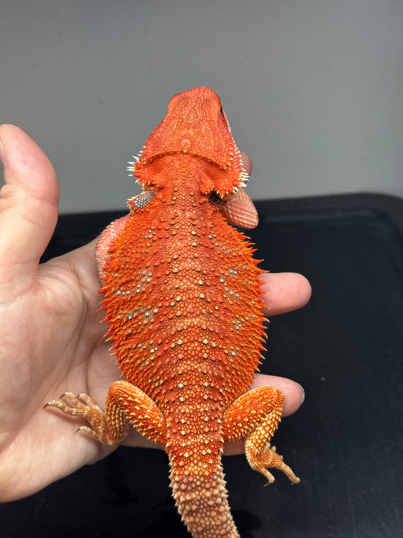 RM630; male, 50% Red Monster, het hypo, het trans