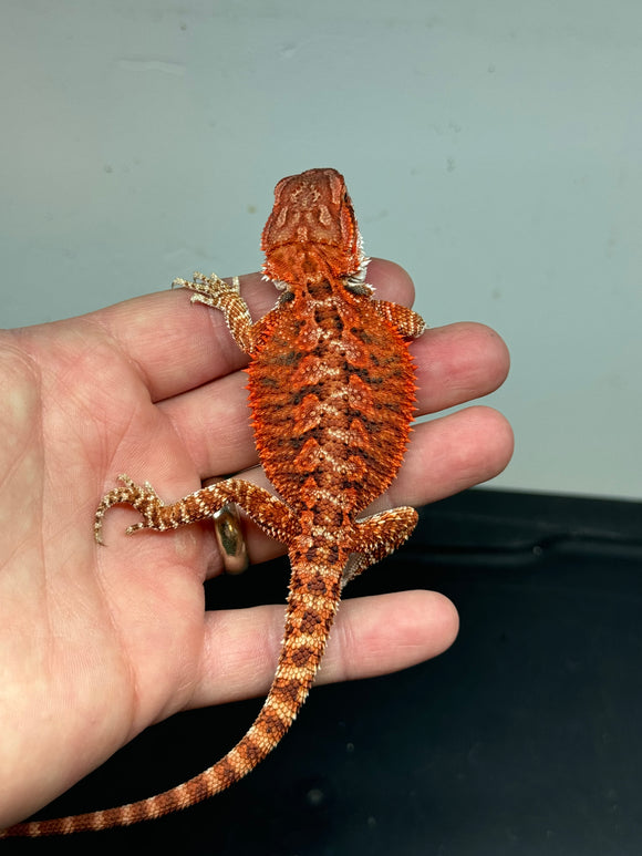 RM337 male, 50% red monster, het hypo