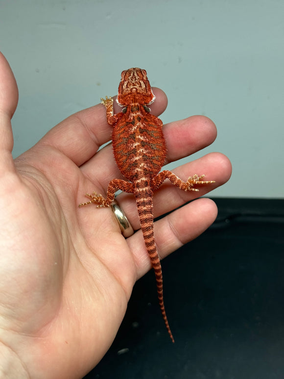 RM338 male 50%  Red Monster, het hypo