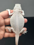 #1309, Male, hypo, leatherback, Zero