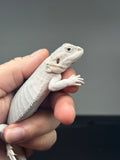 #1309, Male, hypo, leatherback, Zero
