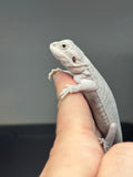 #1309, Male, hypo, leatherback, Zero
