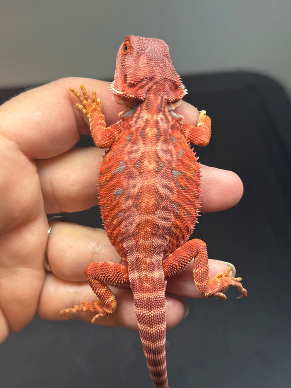 RM700, male, hypo, leatherback, 100% red monster