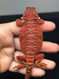 RM701, male, leatherback, 100% Red monster, het hypo