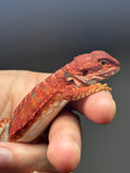RM701, male, leatherback, 100% Red monster, het hypo