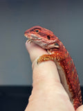 RM701, male, leatherback, 100% Red monster, het hypo