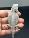 #1352, female, hypo, Witblits, possible het zero/trans