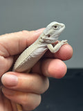 #1352, female, hypo, Witblits, possible het zero/trans