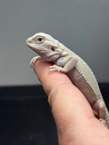 #1352, female, hypo, Witblits, possible het zero/trans