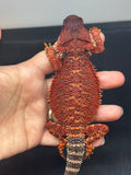 RM640; female, 100% red monster, het hypo