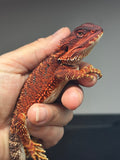 RM640; female, 100% red monster, het hypo