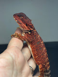 RM640; female, 100% red monster, het hypo