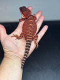 RM640; female, 100% red monster, het hypo