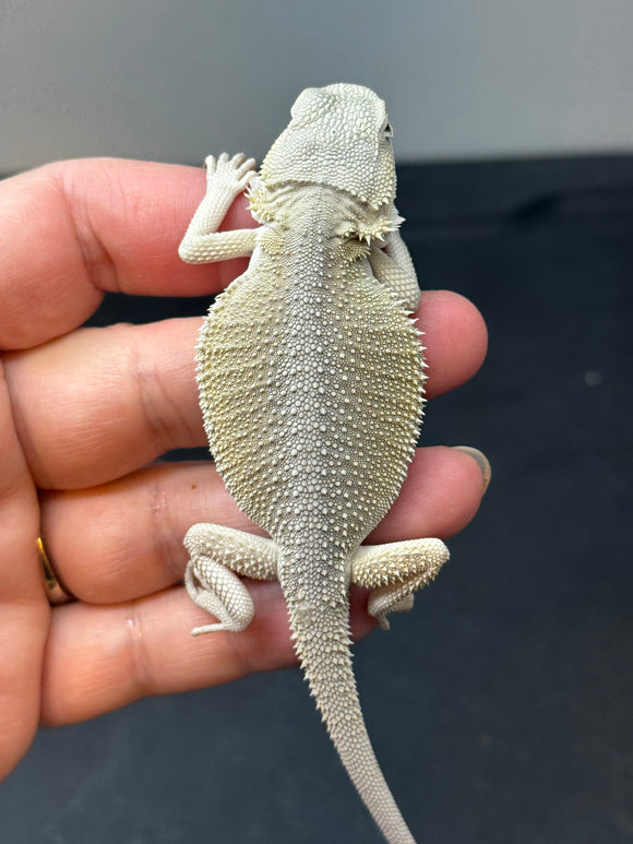 #1353, Male, hypo, Witblits, possible het zero