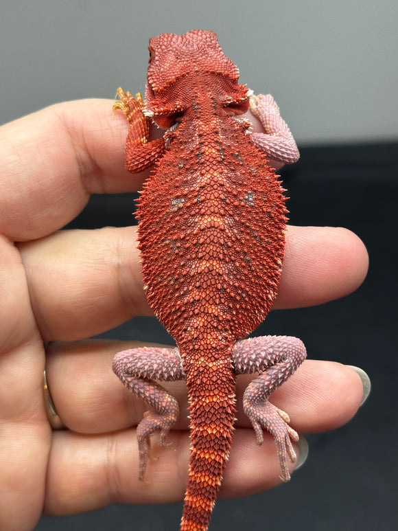 RM704, female, hypo, 100% Red Monster