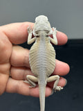 #1355, female, hypo, leatherback, Witblits, possible het zero