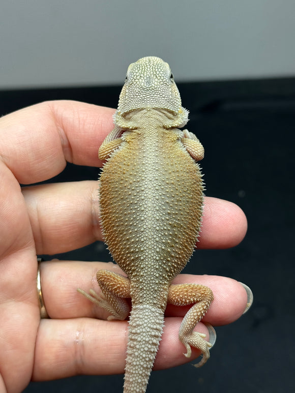 #1357, male, hypo, trans, Witblits, poss het zero