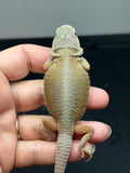#1357, male, hypo, trans, Witblits, poss het zero