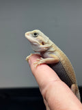 #1357, male, hypo, trans, Witblits, poss het zero