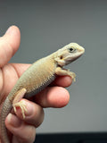 #1357, male, hypo, trans, Witblits, poss het zero