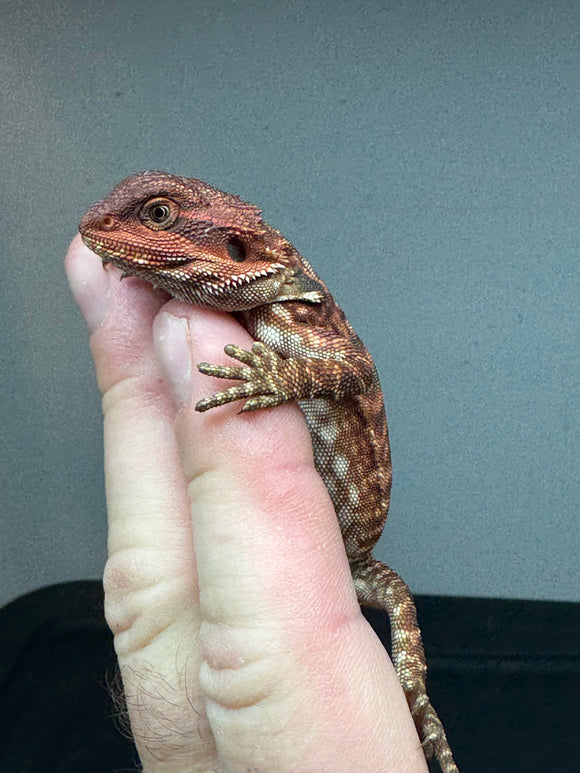 RM343 male, 100% Red Monster,  het hypo, leatherback