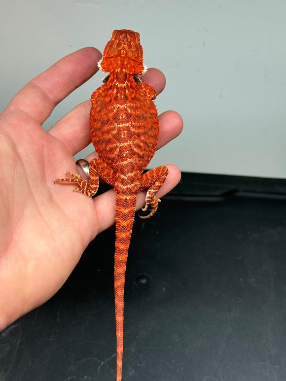 RM344 female, 50% Red Monster, het hypo, leatherback