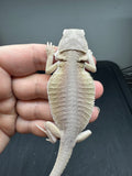 #1360, male, hypo, leatherback, possible het zero, possible het trans, witblits Bearded dragon for sale