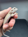 #1360, male, hypo, leatherback, possible het zero, possible het trans, witblits Bearded dragon for sale