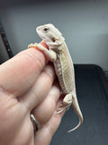 #1360, male, hypo, leatherback, possible het zero, possible het trans, witblits Bearded dragon for sale