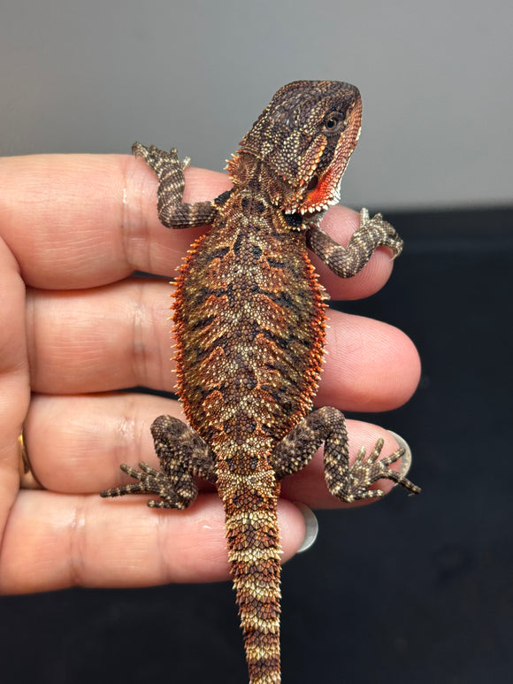 RM705, male, 50% Red Monster, 50% possible het albino, possible het hypo