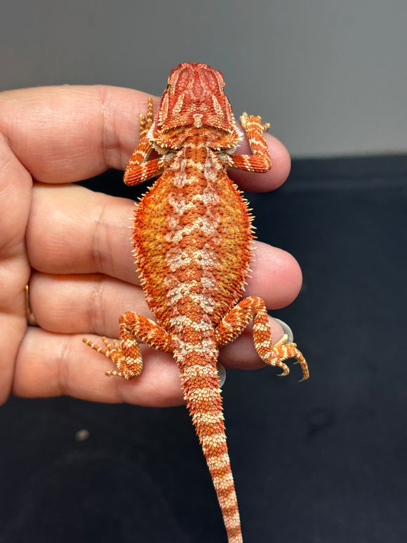 RM706; female, hypo, 50% Red Monster, 50% possible het albino