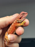 RM708, male, hypo, 50% Red Monster,50% possible het albino