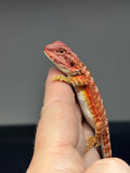 RM708, male, hypo, 50% Red Monster,50% possible het albino