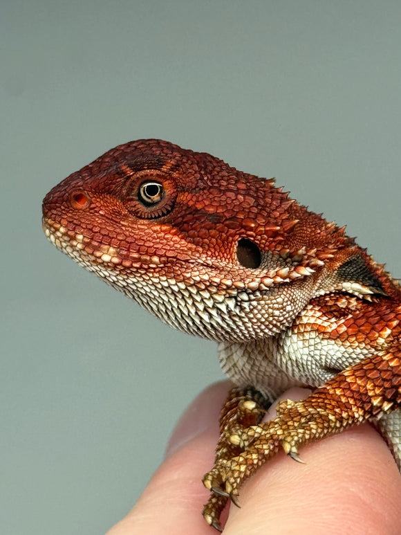 RM347 male, 100% Red Monster, het hypo