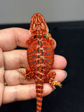 RM710, male, 50% Red Monster, possible het hypo