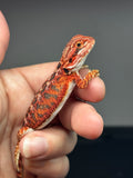 RM710, male, 50% Red Monster, possible het hypo