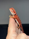 RM710, male, 50% Red Monster, possible het hypo