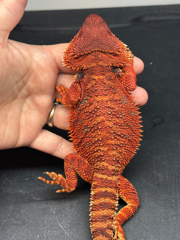 RM635 male, 100% Red Monster, possible het hypo