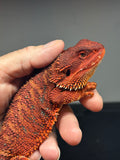 RM635 male, 100% Red Monster, possible het hypo