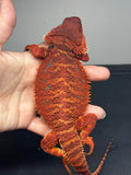 RM635 male, 100% Red Monster, possible het hypo