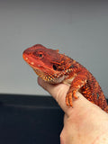 RM635 male, 100% Red Monster, possible het hypo