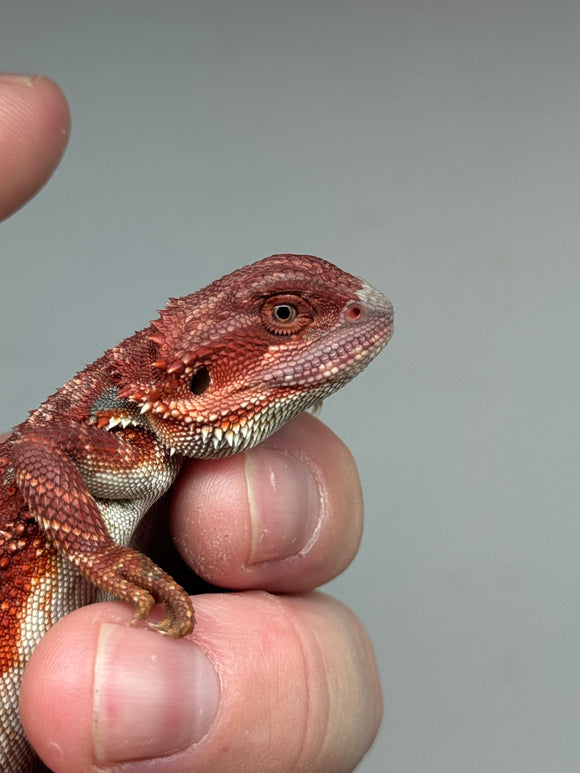 RM349 100% red Monster, male, hypo